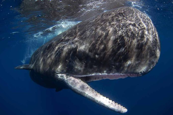 Caribbean Nation Will Establish The World’s First Sperm Whale Reserve ...